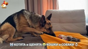 Котята и щенята 🐈🐶 Кошки и собаки 🤗 Милое видео про животных (93)