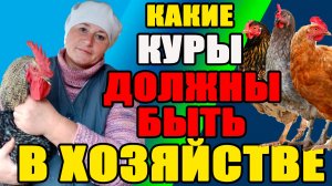 ТОП 5 КУР для вашего хозяйства.