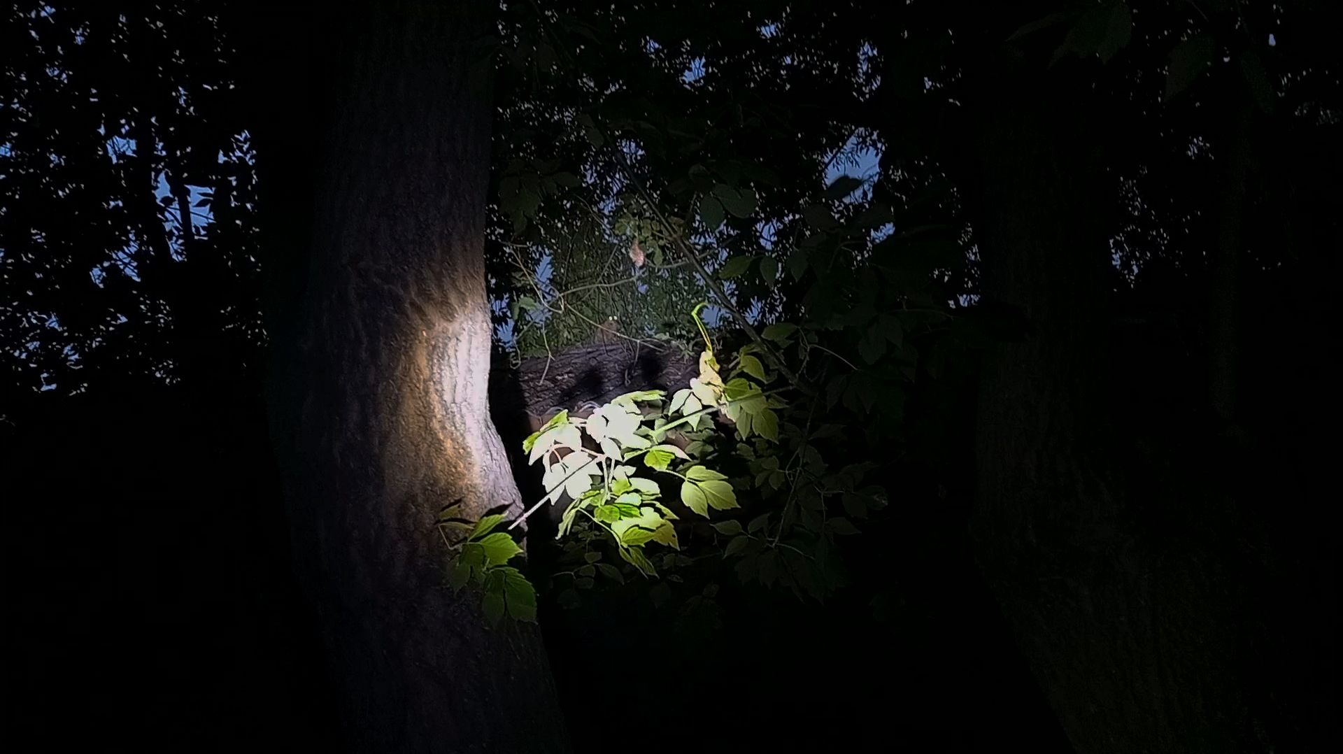 Ползания по крыше за кисой