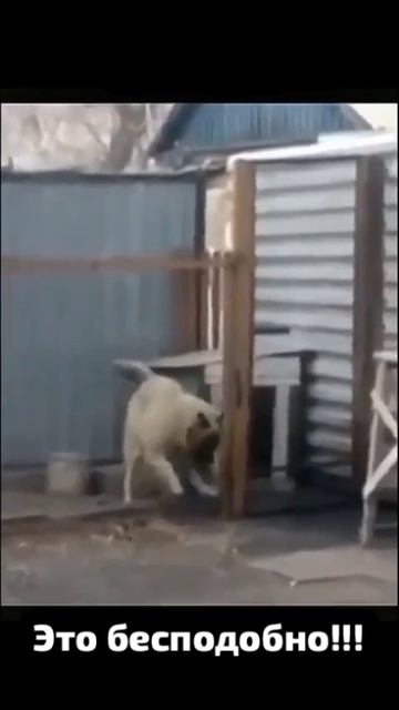 Талантливый танцор💗