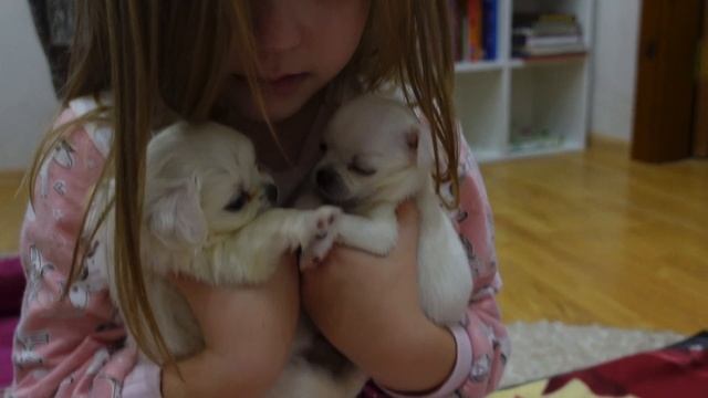 Утро с щенками чихуахуа! смотреть онлайн