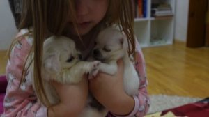 Утро с щенками чихуахуа!