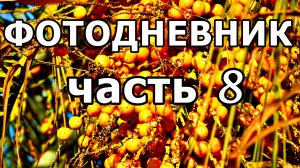 ПАРК «ЮЖНЫЕ КУЛЬТУРЫ»! РОЗЫ, КИПАРИСЫ, ПАЛЬМЫ! ФОТО СЛАЙД-ШОУ. АДЛЕР. 23 НОЯБРЯ 2025 ГОДА.