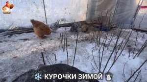 Куры зимой очень счастливы 🤗❄️⛄ (28)