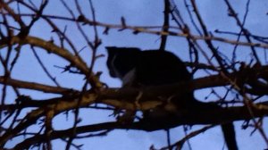 Мухаморчик на прогулочку вышел