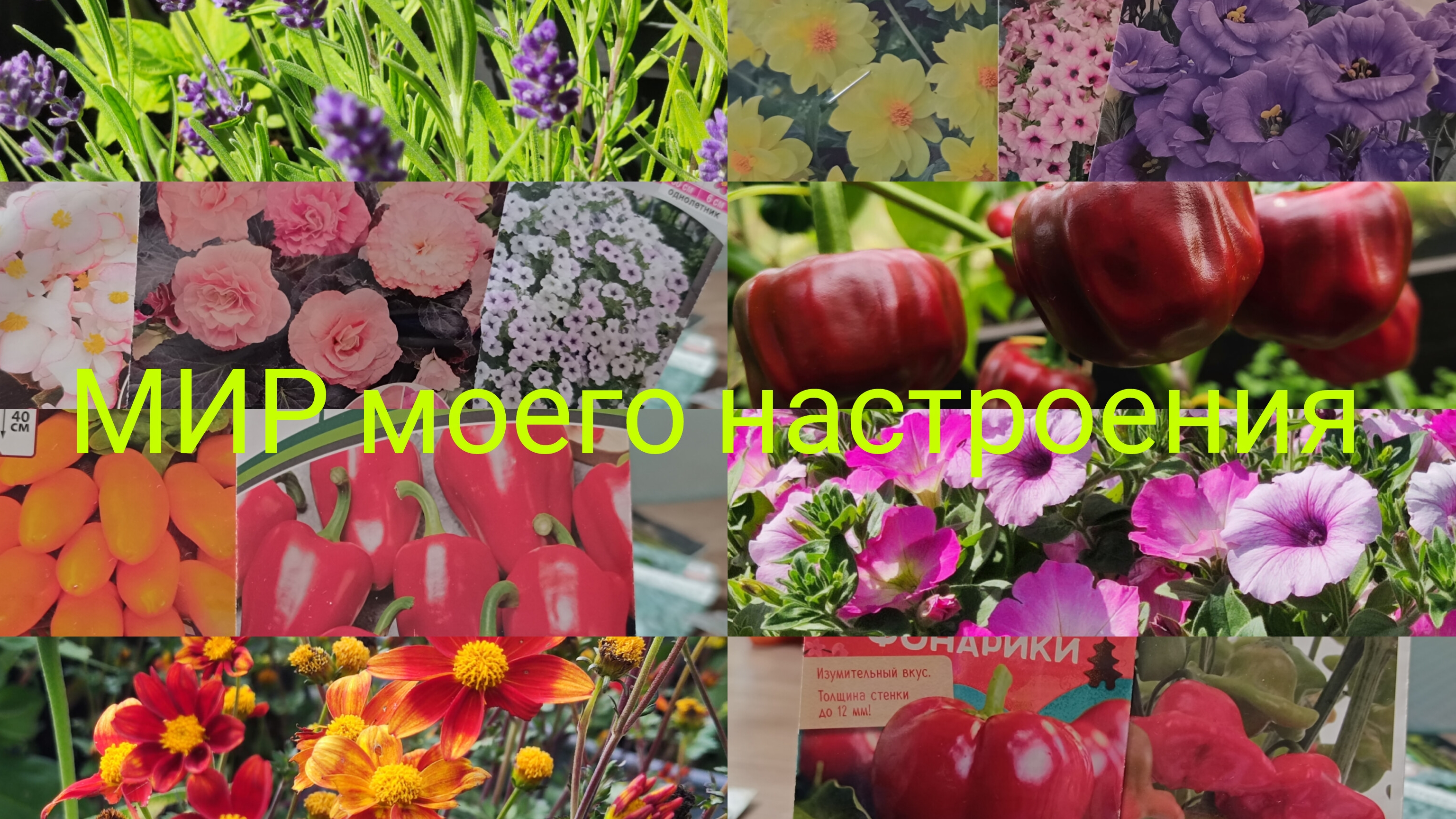 08.02.26 Однолетние цветы на сезон 2026.Перцы которые пора сажать. смотреть онлайн