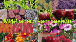 08.02.26 Однолетние цветы на сезон 2026.Перцы которые пора сажать.