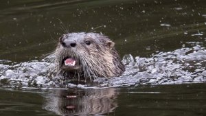 В США дрессированная выдра помогла в поисках пропавших людей