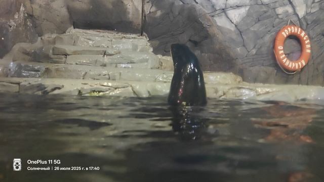 Океанариум в Воронеже.