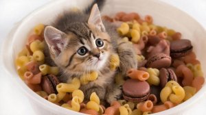 ВИДЕО ПРО ЖИВОТНЫХ | СМЕШНЫЕ ВИДЕО ПРО ЖИВОТНЫХ