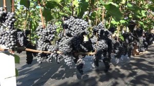 Виноград ЧБЗ Урожайность 2024г. Перегруз. 44кг. На 09.09 Br 20  Кусту 3й год.