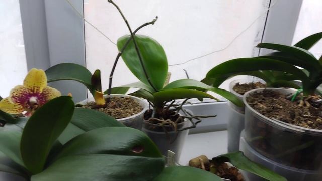 Без прикрас. Полоса невезения, потерь и печали 😔 смотреть онлайн