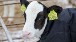 Новорожденных телят спасают от морозов специальными термокостюмами в Беларуси