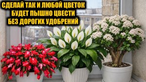 Денежное дерево, Спатифиллум и Декабрист цветут пышной шапкой от такой простой подкормки