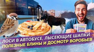 МИЛЛИОН НЕ НУЖЕН, ЛОСЬ В АВТОБУСЕ: Что еще? Итоги удивительной недели