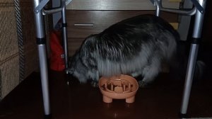 Мейн-кун тестирует миску для медленного кормления собак