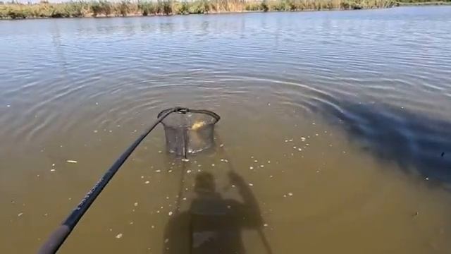 Рыбалка на флэт фидер, осенью 2025 тут жор сазана