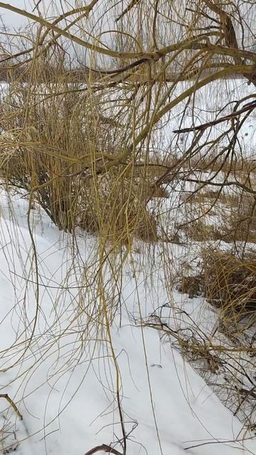 Обряд с ивой плакучей…