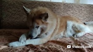 Мой верный пёс