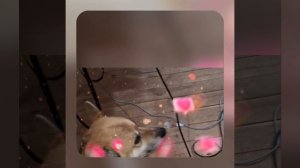 1000048107.mp4 (Собака наблюдает за устройством лестницы на 2 этаж в доме А-фрейм)