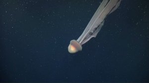 مشاهد لقنديل البحر العملاق النادر قبالة سواحل الأرجنتين