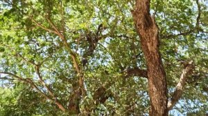 ТАЙЛАНД. ПАТТАЙЯ. ВОЕННЫЙ ПЛЯЖ. ОБЕЗЬЯНЫ