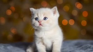 Песня про котят