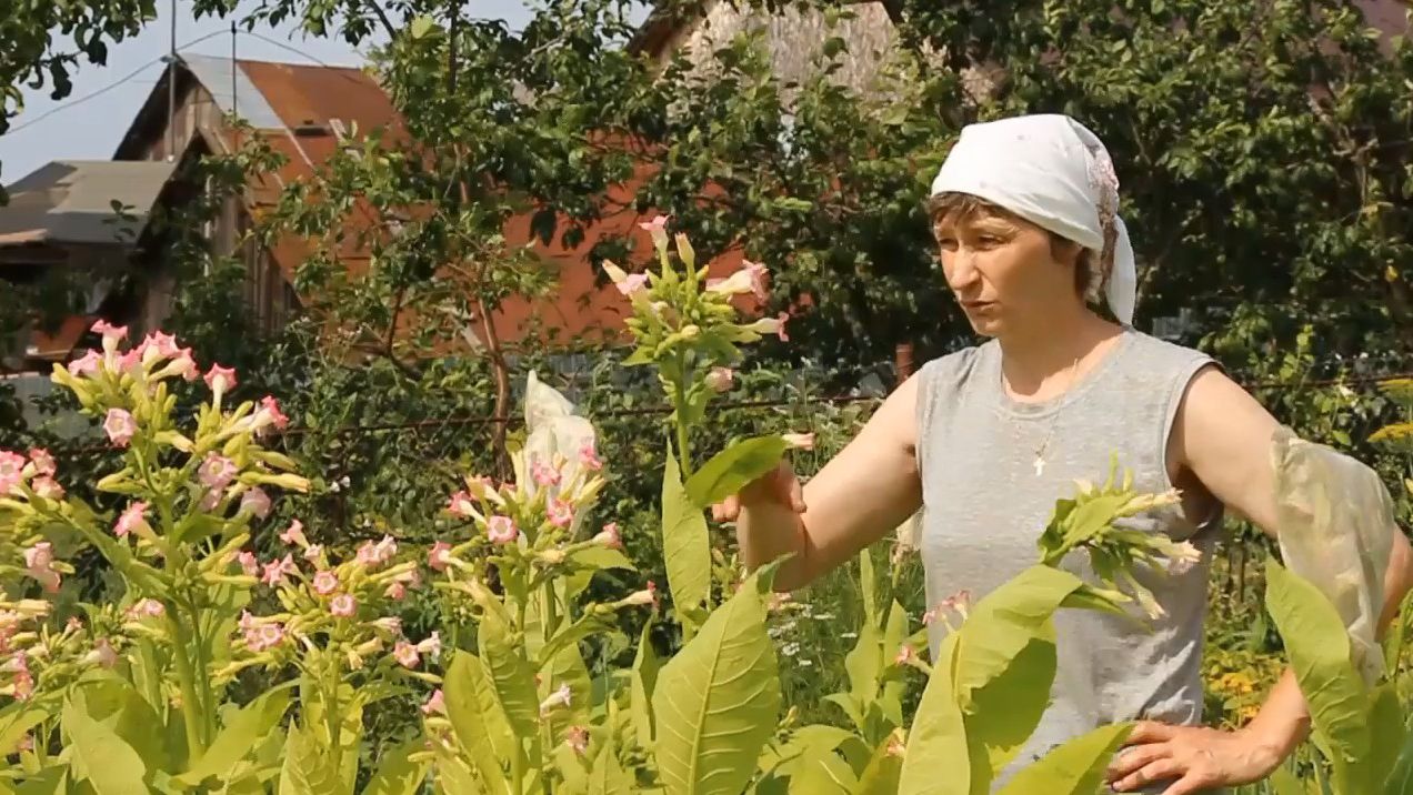 ТАБАК ГАВАНА И ГЕРЦЕГОВИНА ФЛОР: ИЮЛЬ, 1- я ЛОМКА – 10 лет назад!» «Сады порока» 1 сезон 2 серия смотреть онлайн