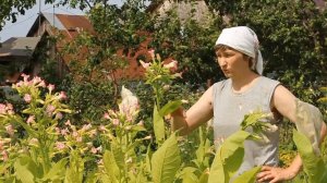 ТАБАК ГАВАНА И ГЕРЦЕГОВИНА ФЛОР: ИЮЛЬ, 1- я ЛОМКА – 10 лет назад!» «Сады порока» 1 сезон 2 серия