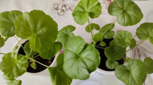 Моя пеларгония из семян. Сорт Мультиблум Микс