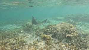 В глубинах океана