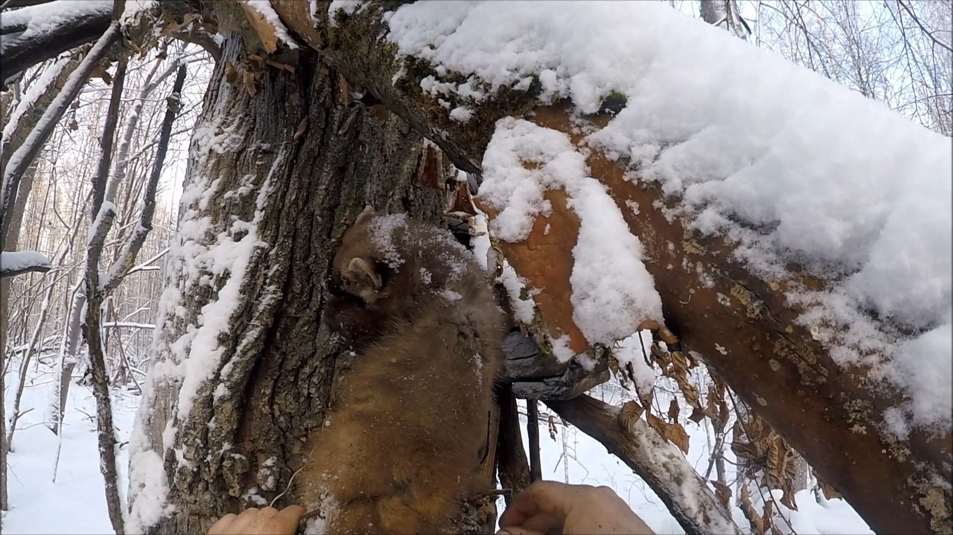 Охота на куницу. Две куницы с путика(Будни охотника и рыбака) смотреть онлайн