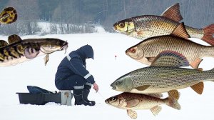 Какая рыба зимой клюет лучше чем летом? «Рыбы, для которых зима — время пировать».