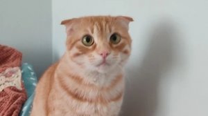 в коммы(ДУБЛЬ ДВА)