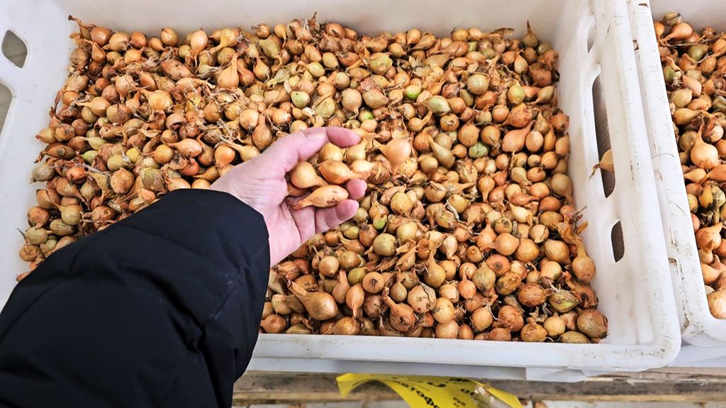 Магазин Светофор.Привезли лук севок.Февраль 2026 смотреть онлайн