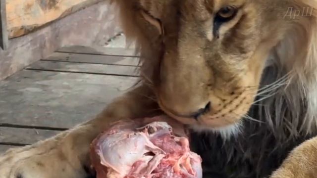 Стихи о Шерхане и Киаре от Екатерины. смотреть онлайн