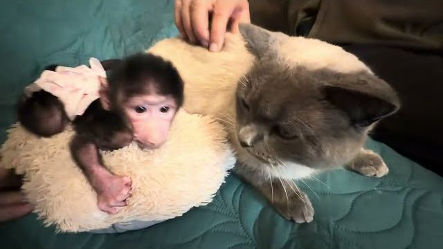 Анфисуля-заботушка, прямо не отходит от маленькой Николеты❤️ смотреть онлайн