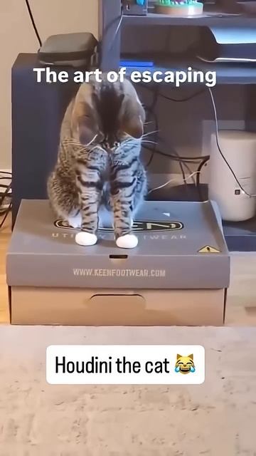 Cat Escaping The Impossible смотреть онлайн