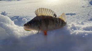 Мороз и давление не помеха клёву окуня