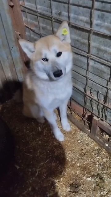Уфа, Башкирия
Попал в отлов вот такой красотун😭
Пожалуйста, сделайте репост🙏
Другие регион Уфа, Башкирия
Попал в отлов вот такой красотун😭
Пожалуйста, сделайте репост🙏
Другие регион