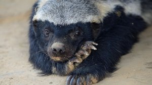 Медоед: Самый Дерзкий Обитатель Планеты Земля | Документальный Фильм про Медоеда