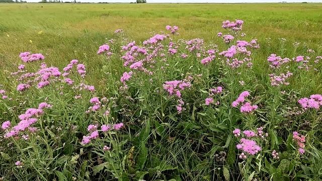 Луговые цветы. Соссюрея горькая