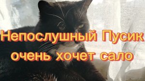 Непослушный Пусик очень хочет сало