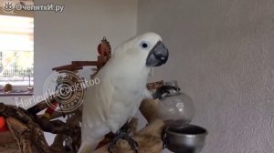 Попугай который любит лимонад