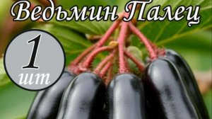 Обзор и распаковка посылок с маркетплейса саженцы,такое вообще возможно?