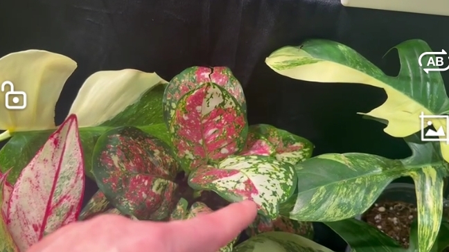 Обзор ярмарка редких растений Москва 2026  год