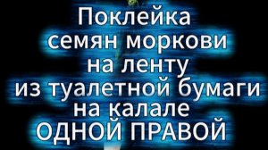 Поклейка семян моркови на ленту