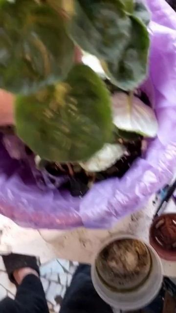 Омолаживаю и пересаживаю фиалочку . 08022026