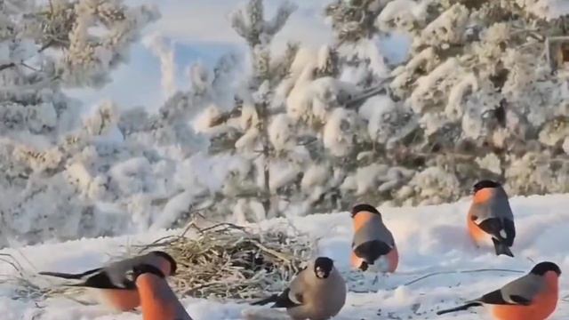 1000010811.mp4🌲УМЕЙТЕ ВИДЕТЬ КРАСОТУ... ОНА ВЕЗДЕ - НУЖНО ЛИШЬ ОТКРЫТЬ ГЛАЗА 🌲 смотреть онлайн