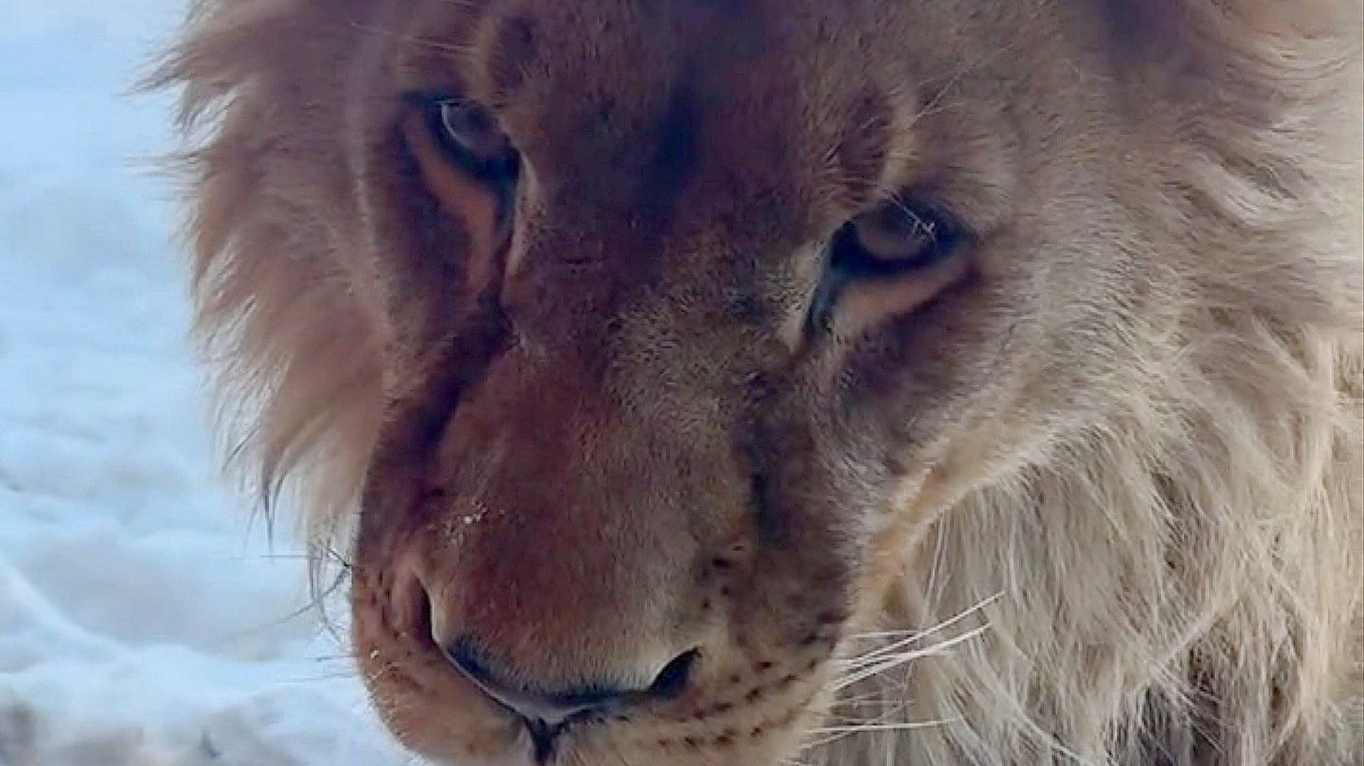 Поцелуй для тебя, моя Киара. Стихи от Ольги о Шерхане. смотреть онлайн